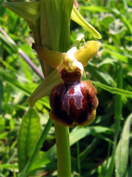 Or. papilionacea, Op. tenthredinifera, Op. sphegodes .......